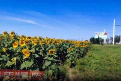 Walking on side of Bender 15 July Sunflowers